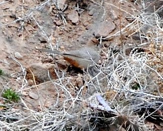 Canyon Towhee - ML75901741