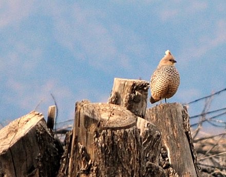 Scaled Quail - ML75901791