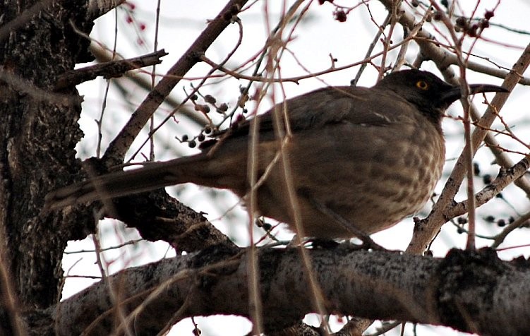 Curve-billed Thrasher - ML75901821