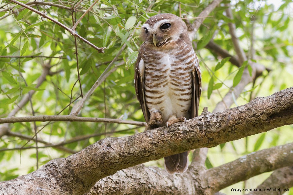 White-browed Owl - Yeray Seminario