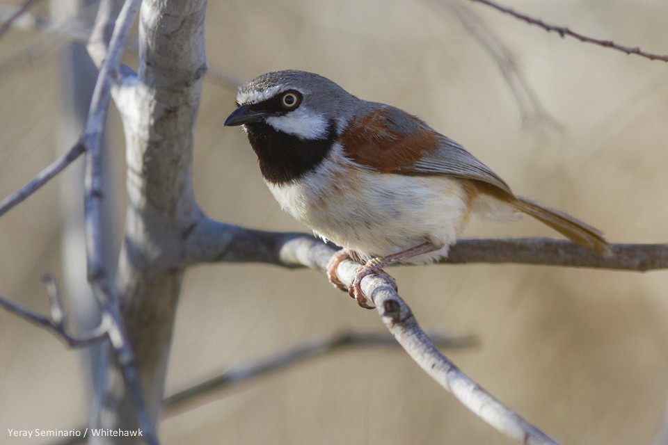 Red-shouldered Vanga - Yeray Seminario