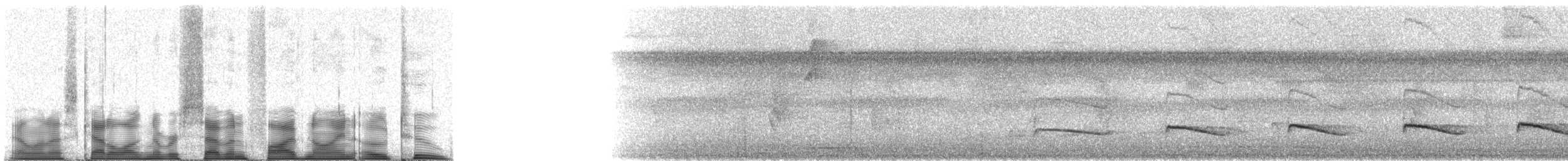 Iheringameisenschlüpfer (oreni) - ML75902