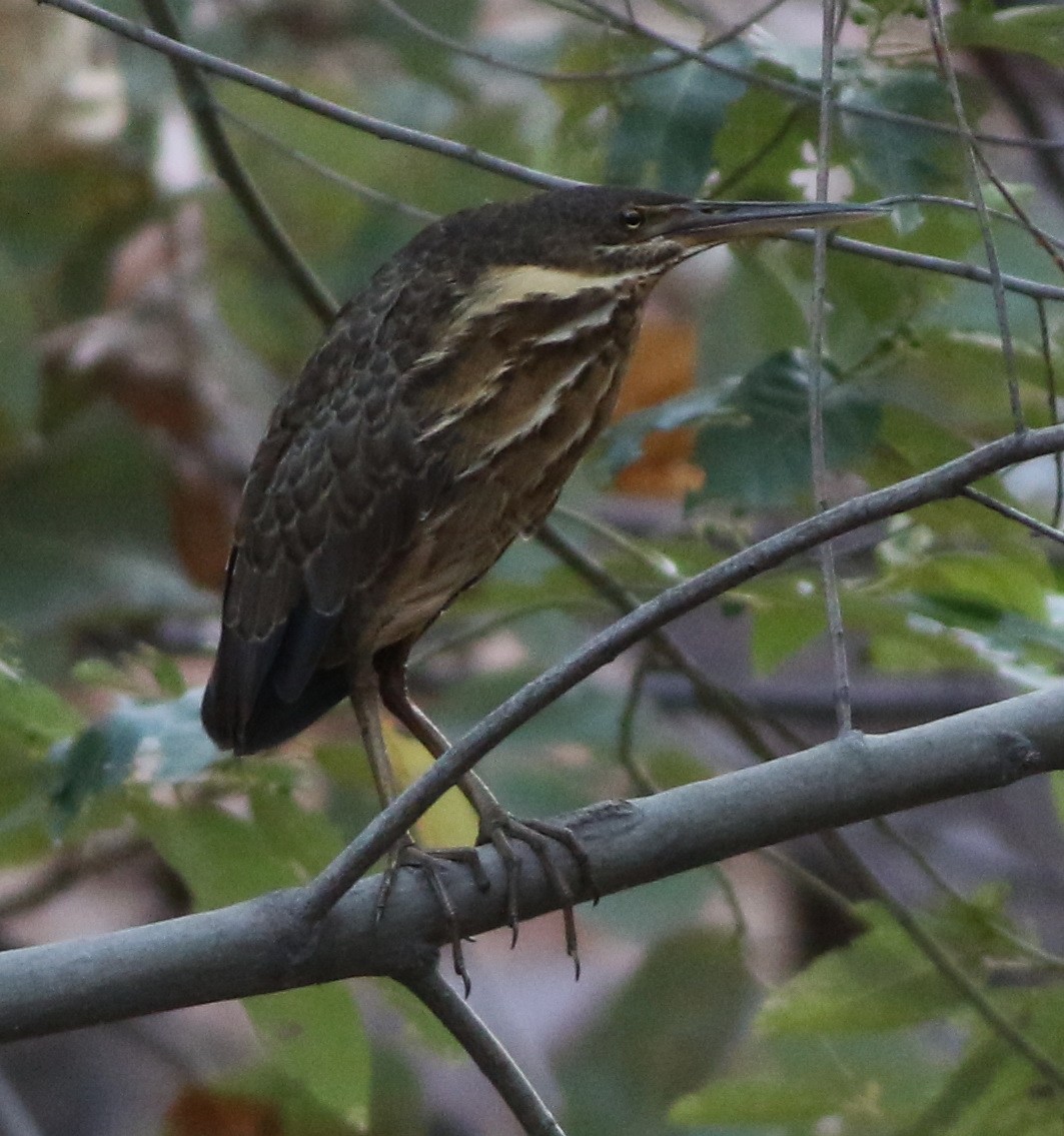 Black Bittern - ML75902481