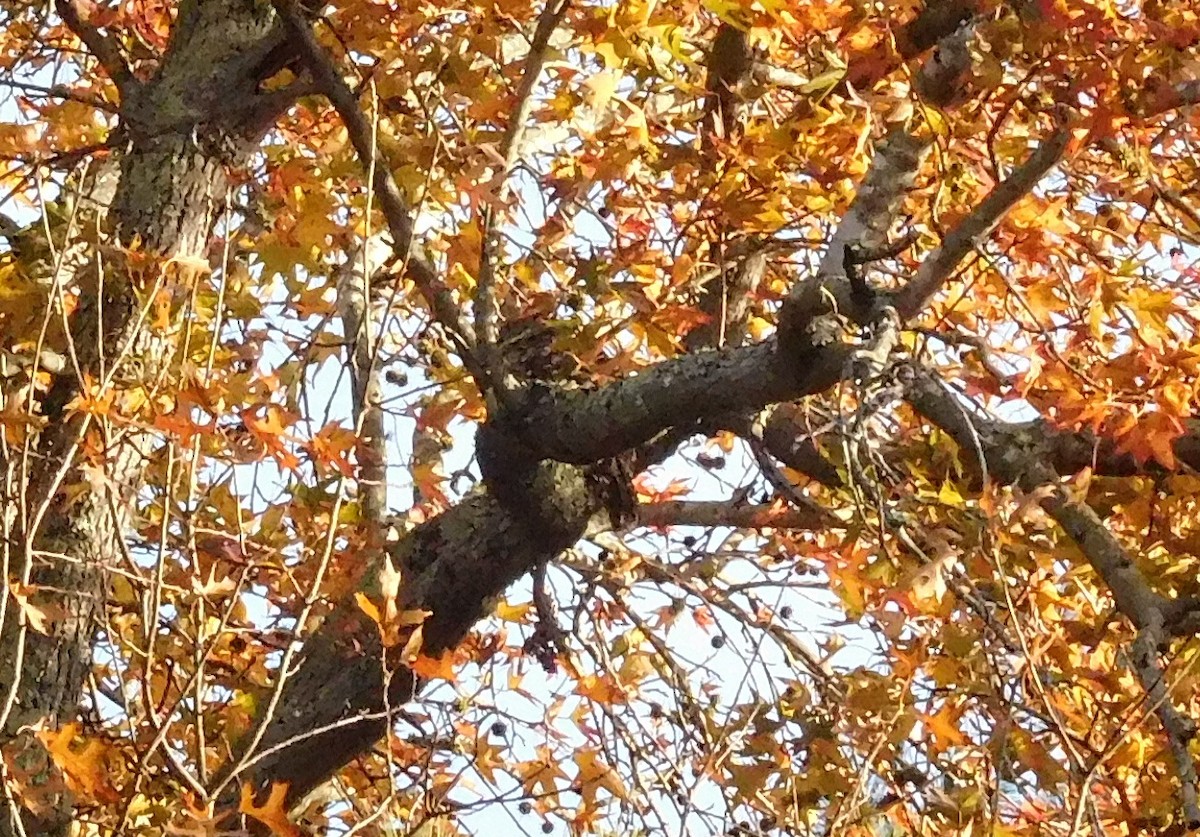 Barred Owl - ML75902991