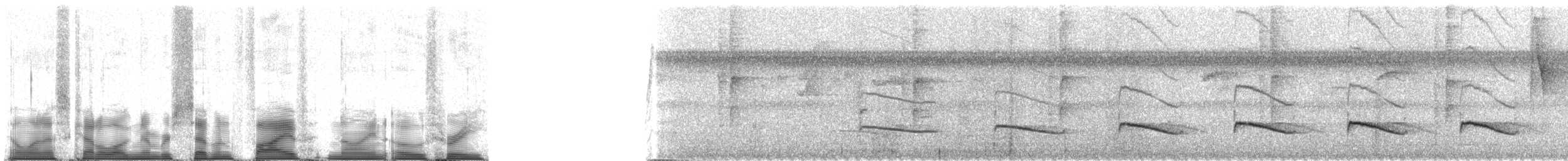 Iheringameisenschlüpfer (oreni) - ML75903