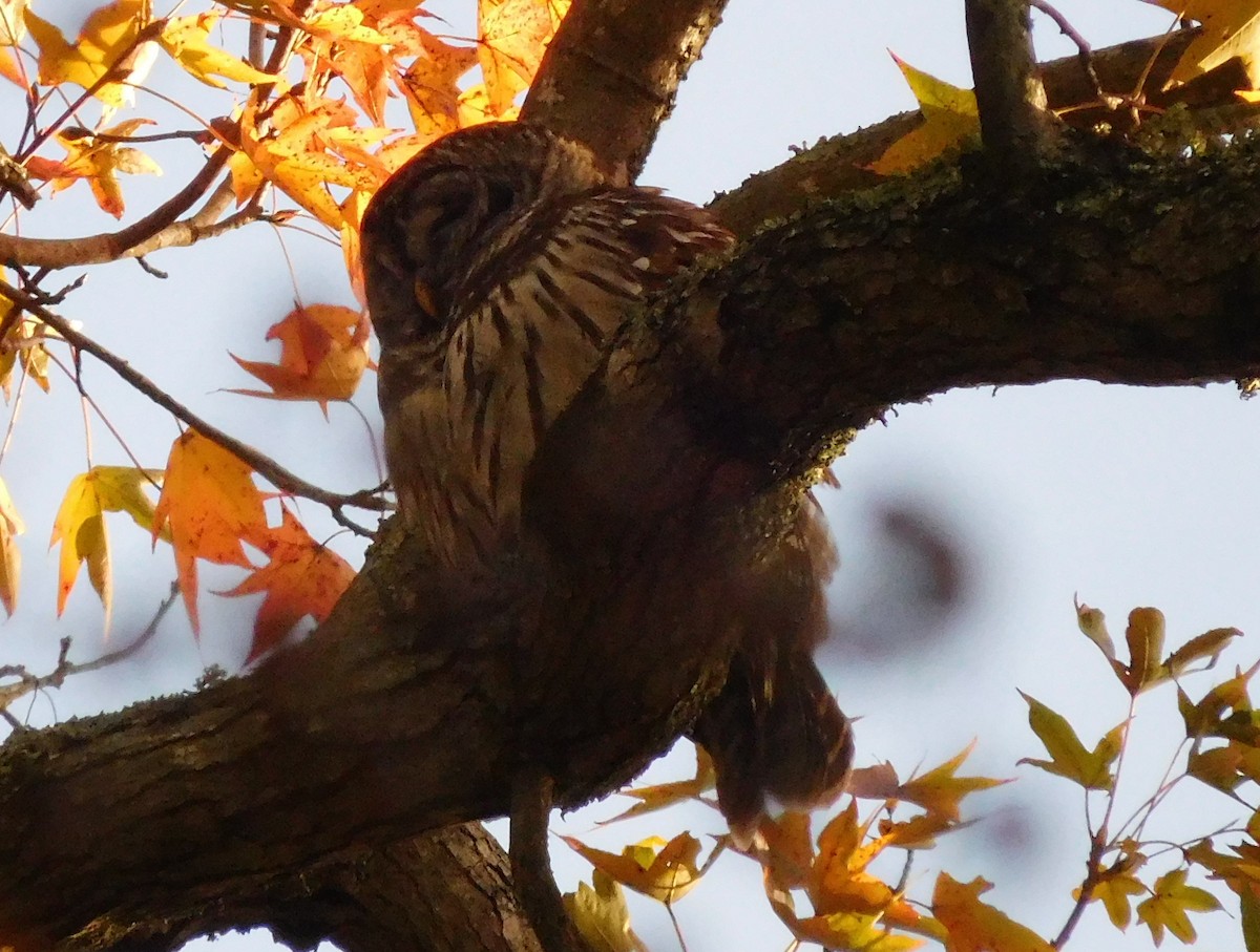 Barred Owl - ML75903001