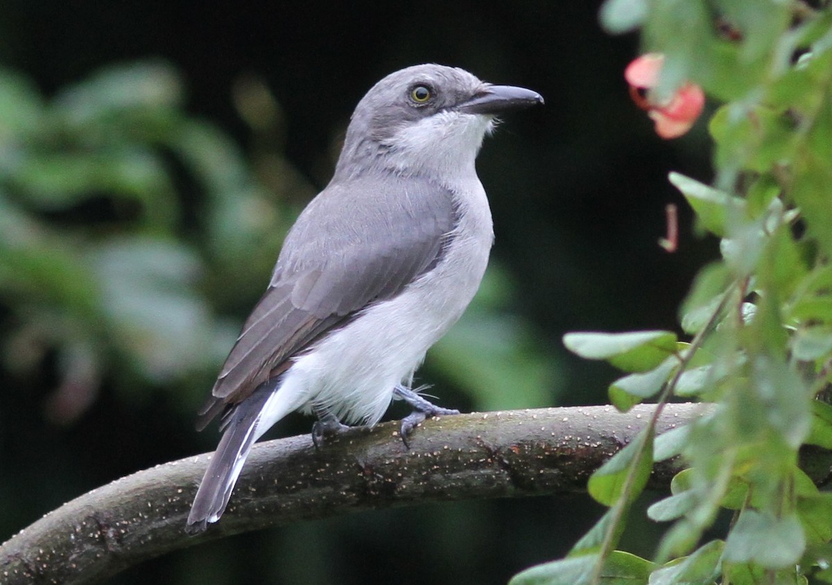 Sri Lanka Woodshrike - Stephan Lorenz / Rockjumper Birding Tours
