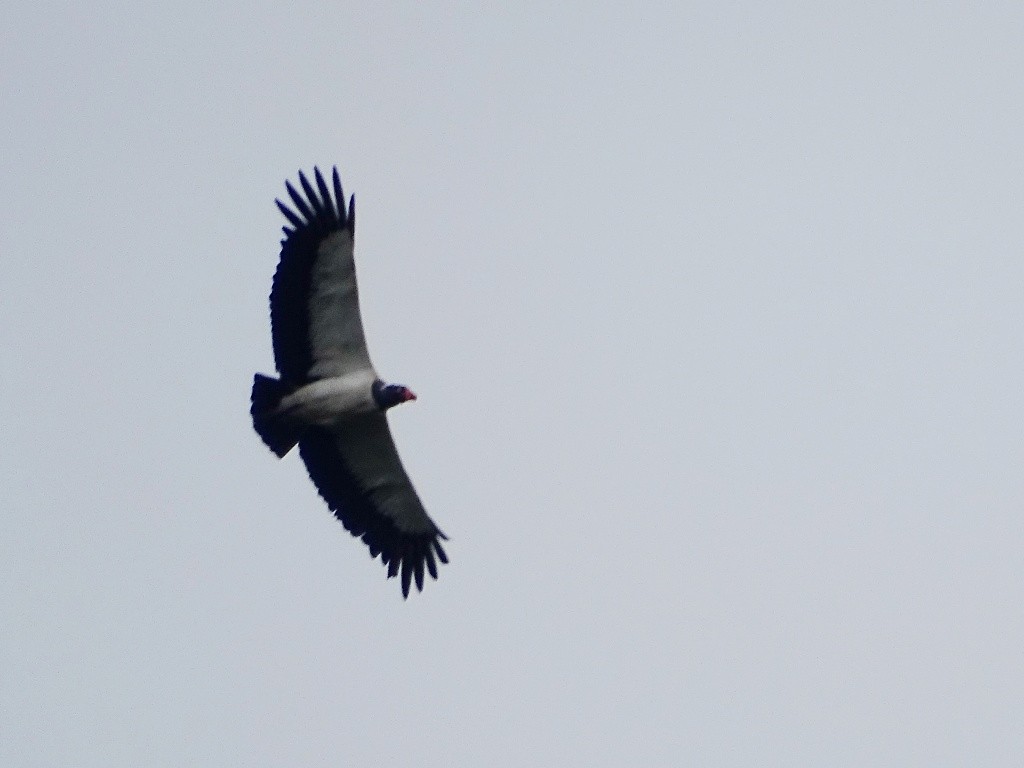 King Vulture - ML75905221
