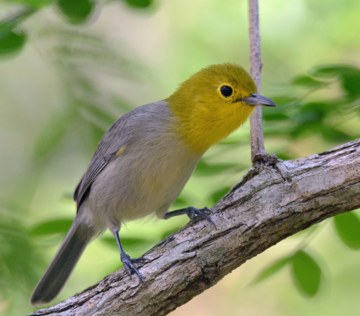 Yellow-headed Warbler - Michael J Good