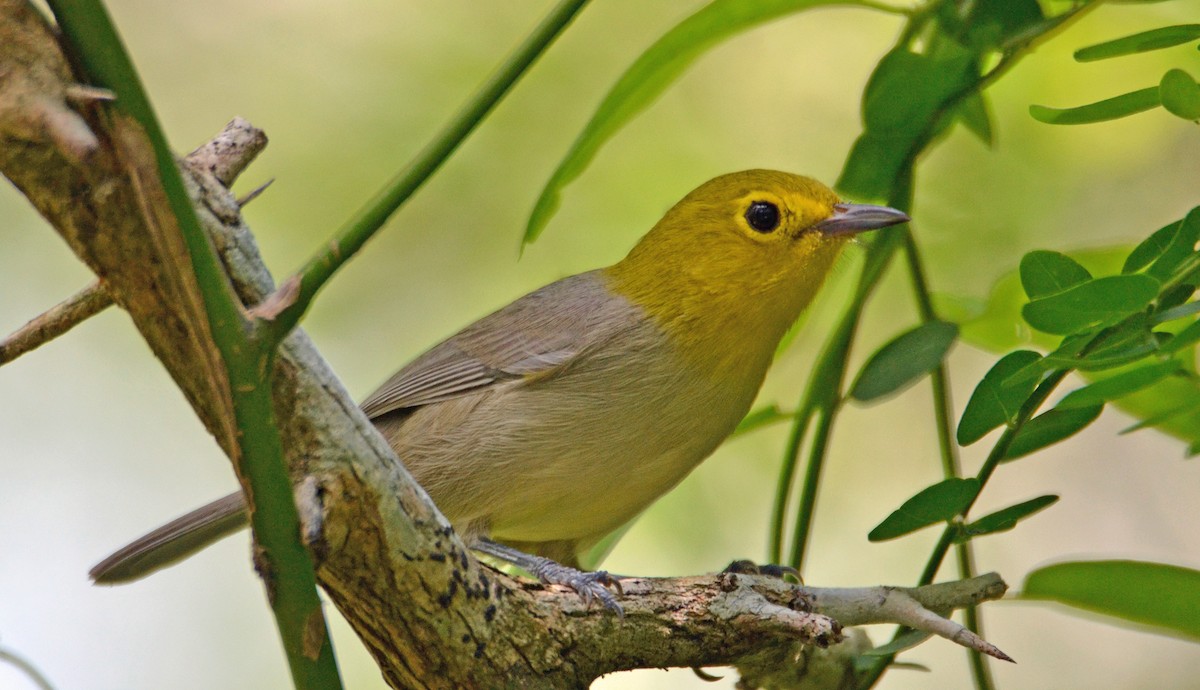 Yellow-headed Warbler - Michael J Good