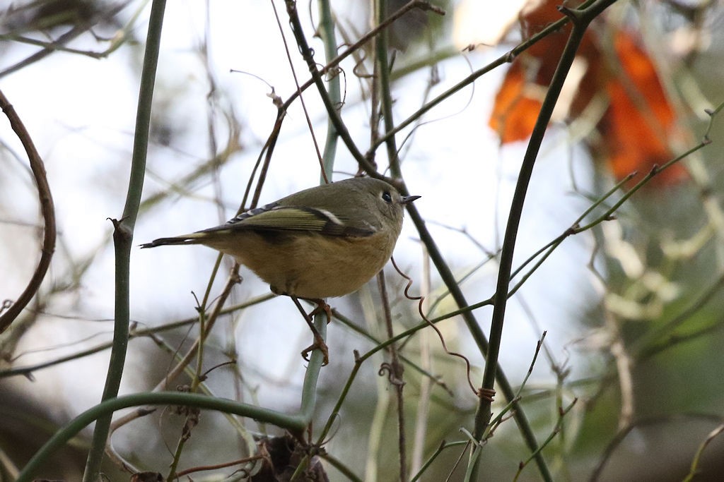 Ruby-crowned Kinglet - William Hull