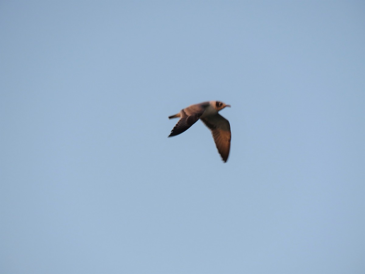 Franklin's Gull - ML75906161