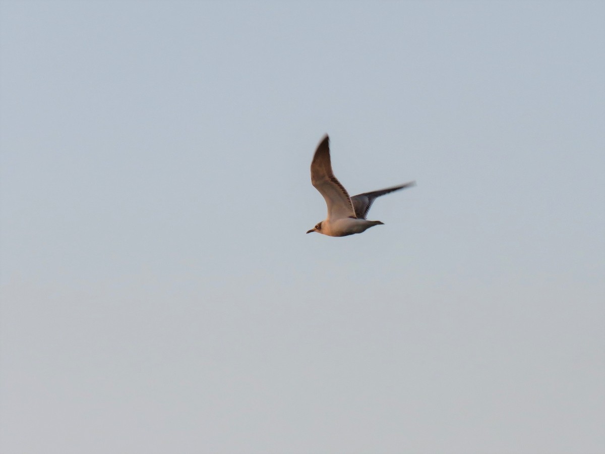 Franklin's Gull - ML75906171
