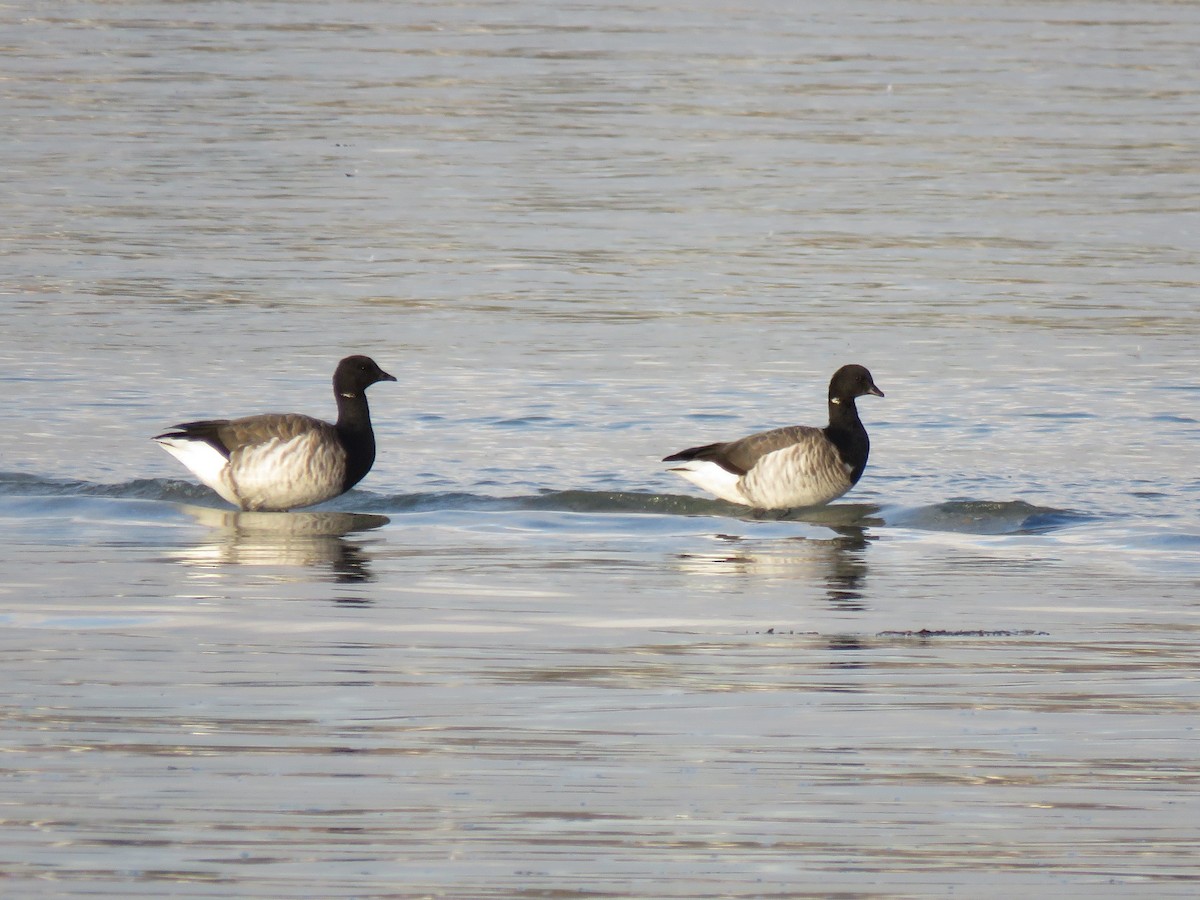 Brant (Atlantic) - ML75906181