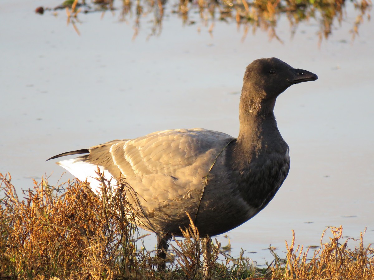 Brant (Dark-bellied) - ML75906241