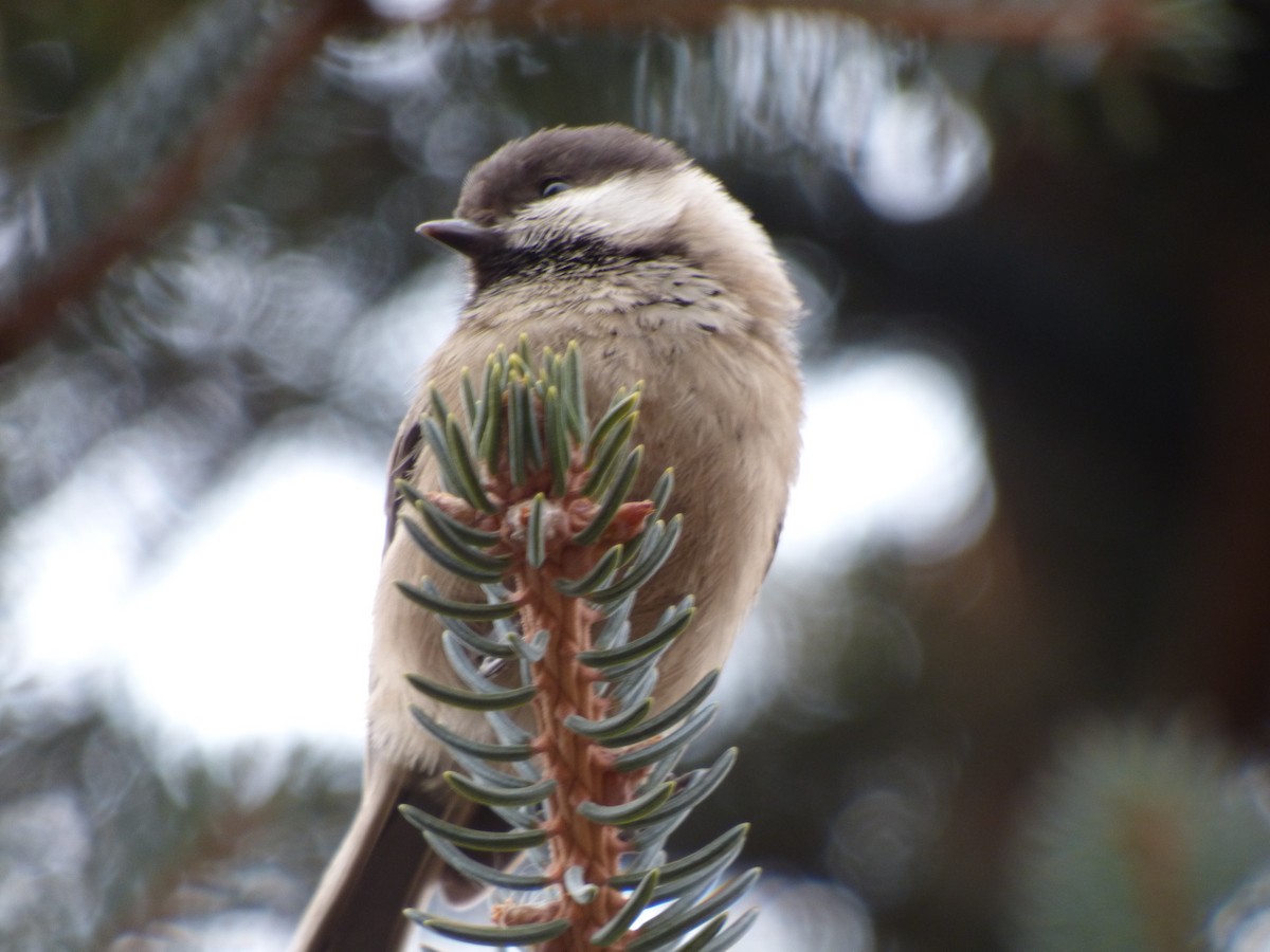 Sichuan Tit - ML75907831