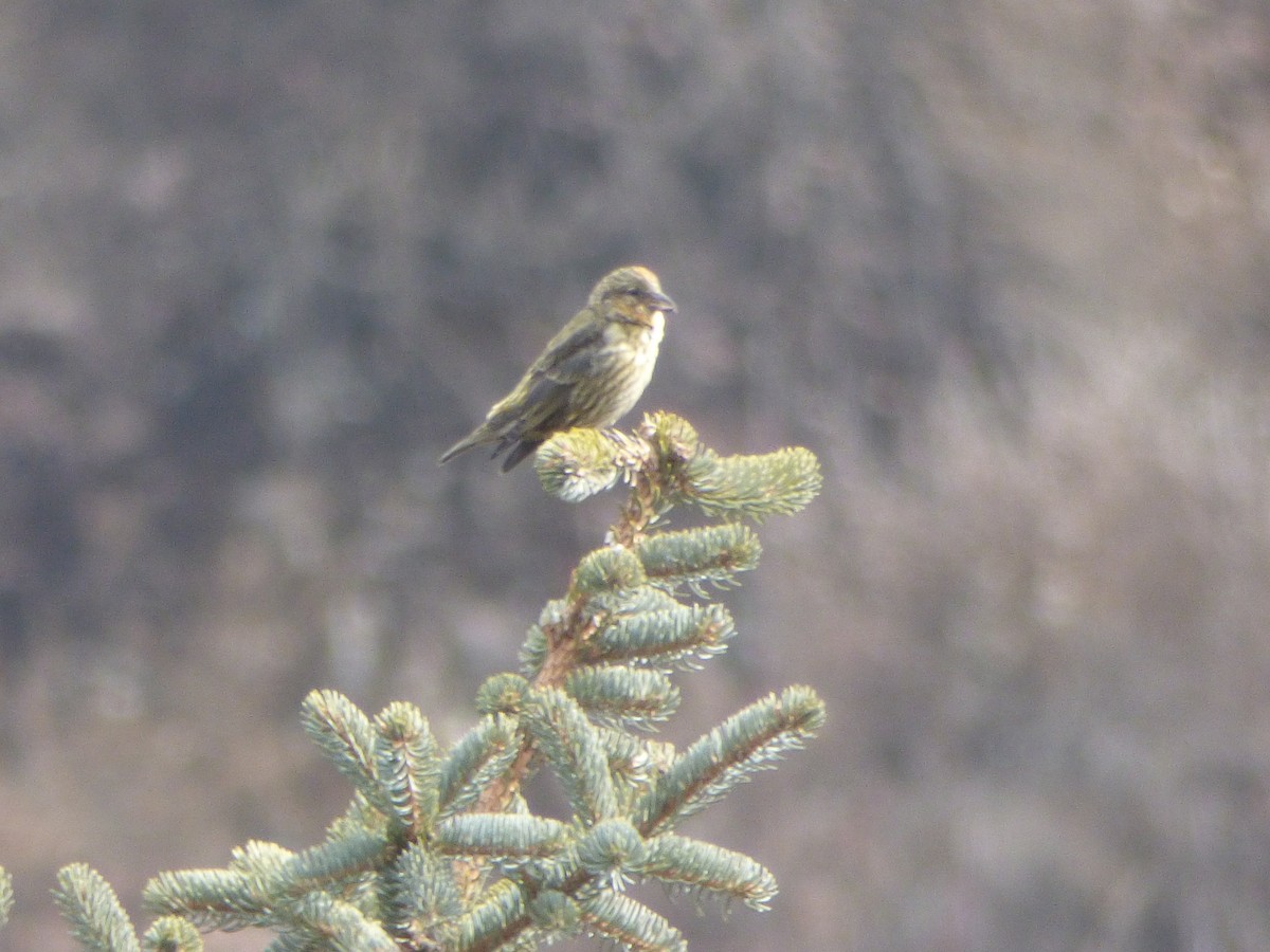 Red Crossbill - ML75907931