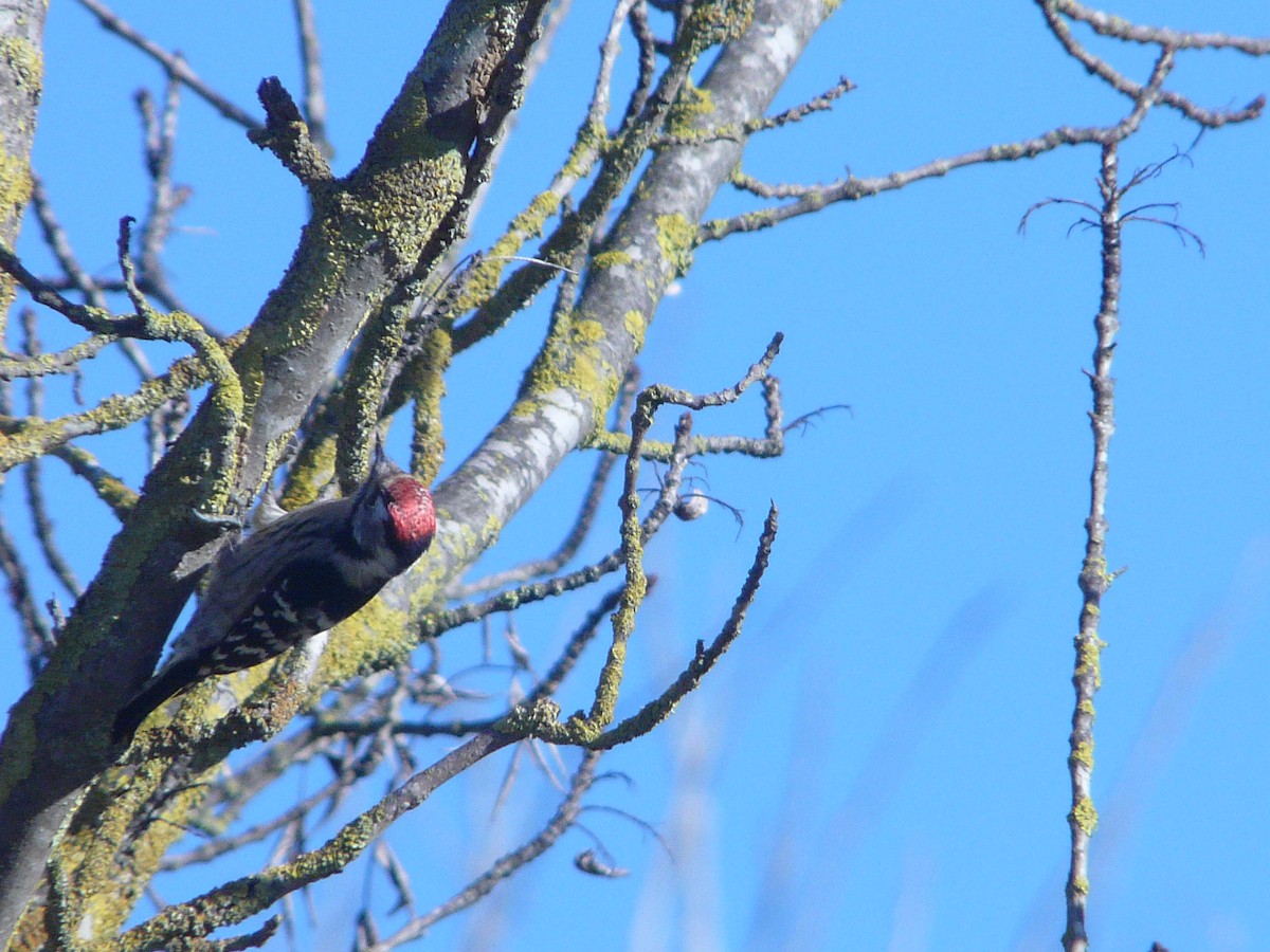 Lesser Spotted Woodpecker - sergio reinaldo