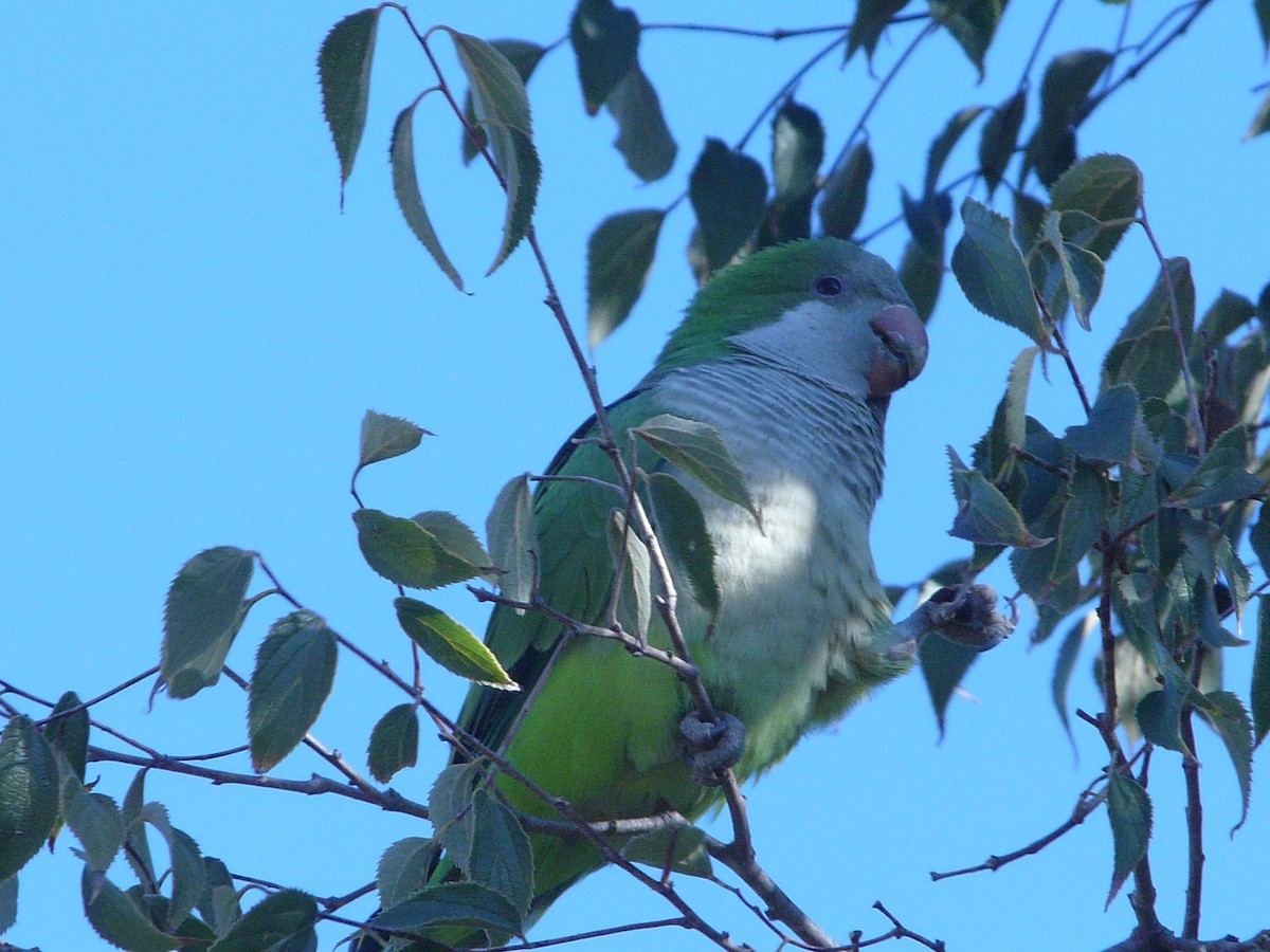 Monk Parakeet - ML75908491