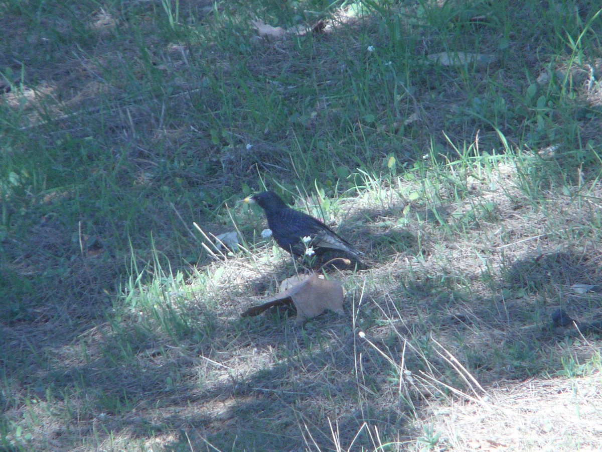 Spotless Starling - ML75909071