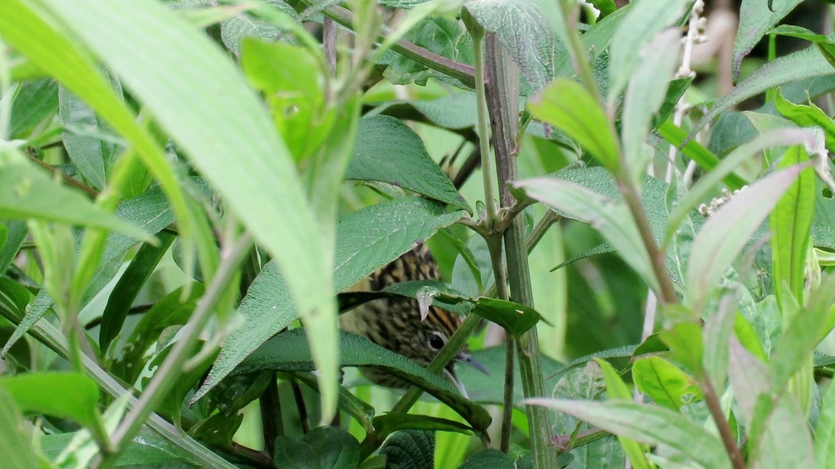 Streak-headed Antbird - ML75909091