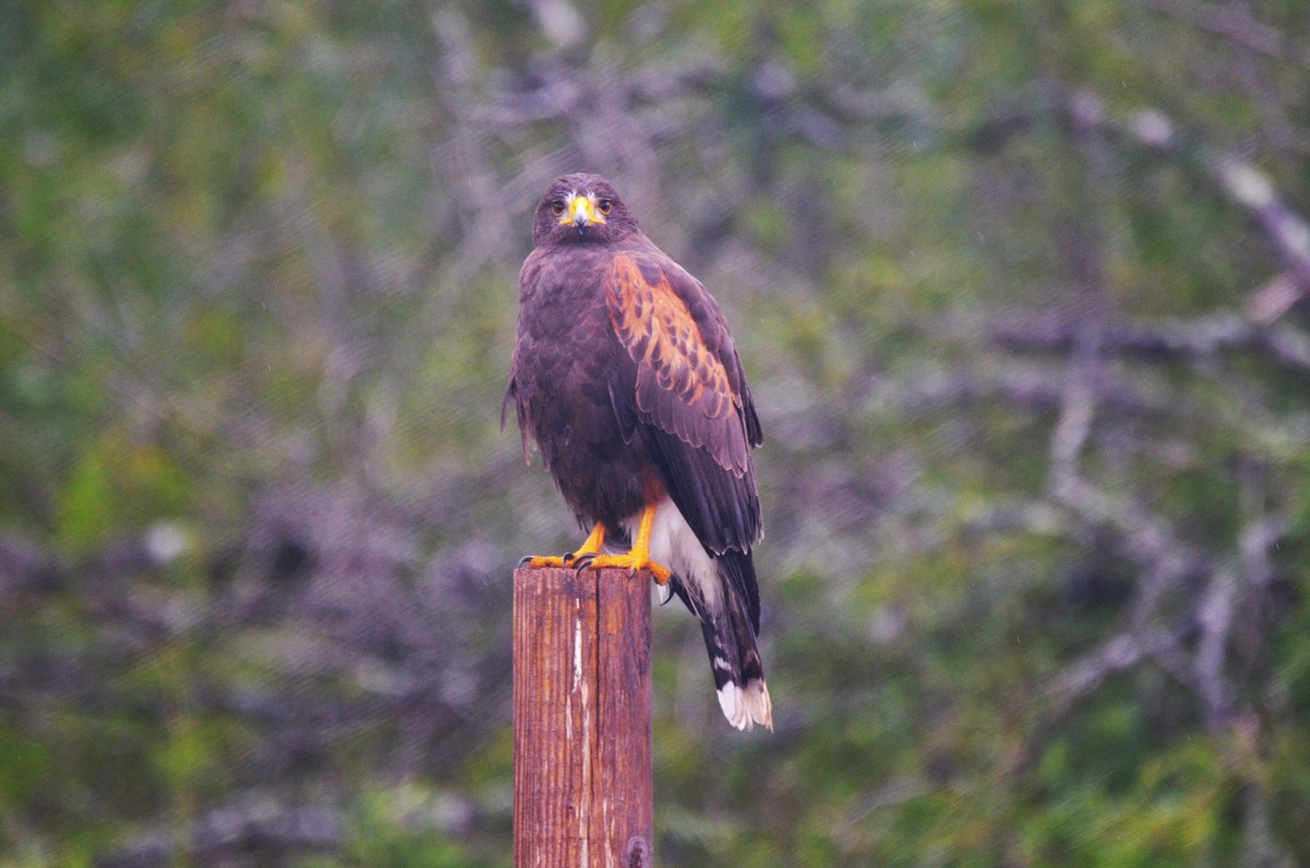 Harris's Hawk - ML75909181