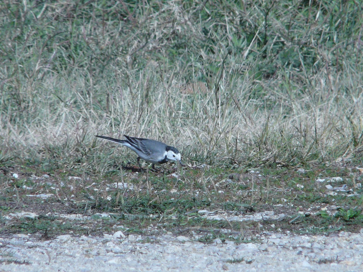 White Wagtail - ML75909241