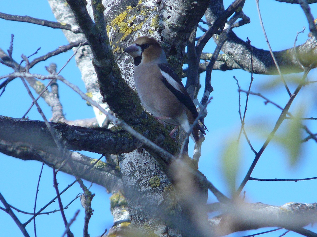 Hawfinch - ML75909371