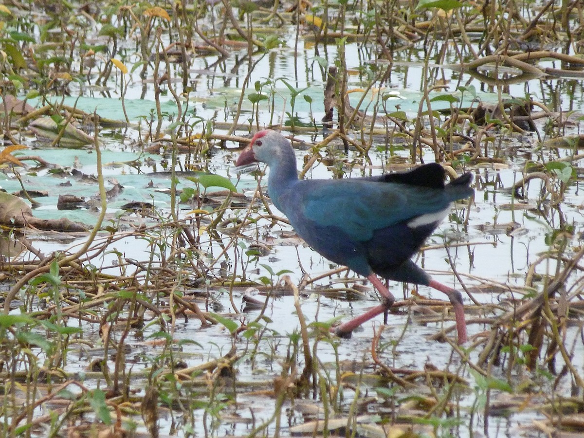 Gray-headed Swamphen - ML75909401