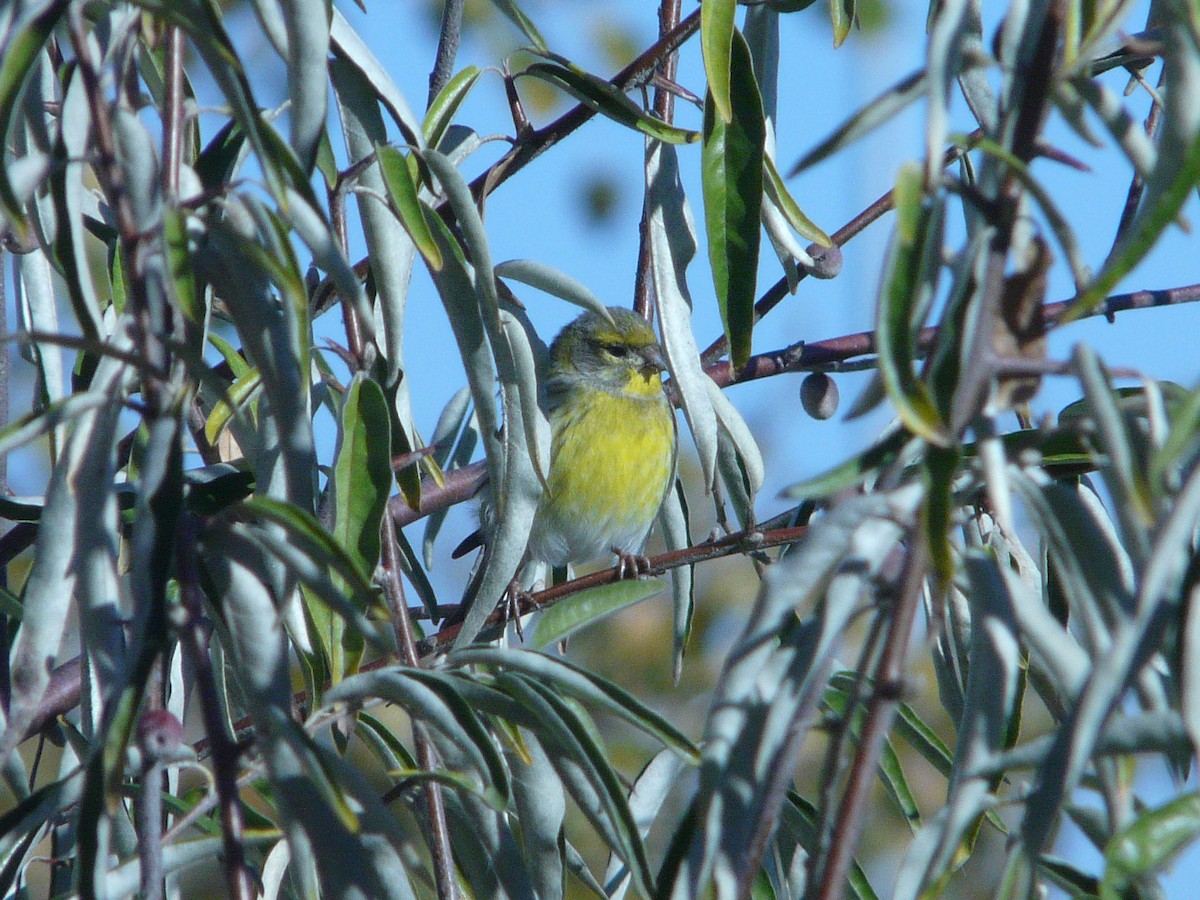 European Serin - ML75909491