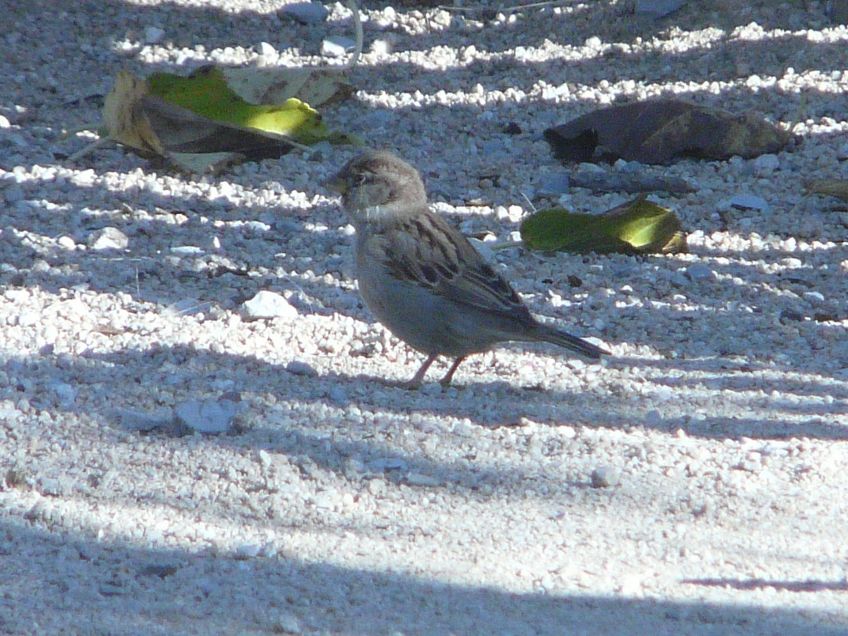 House Sparrow - ML75909661