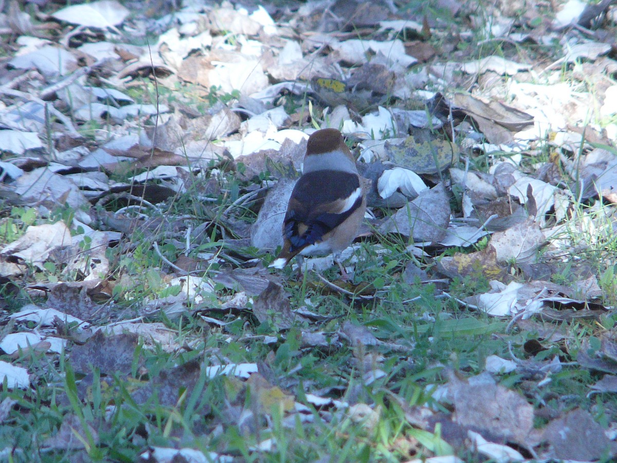 Hawfinch - ML75909741