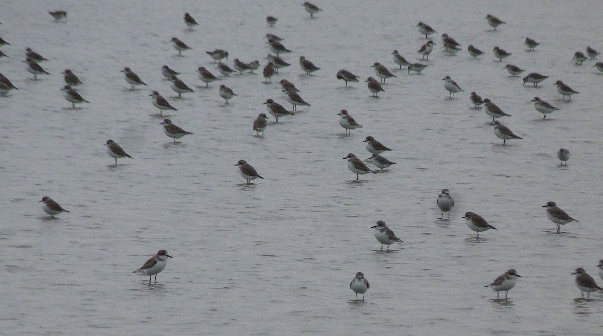 Tibetan Sand-Plover - ML75909901