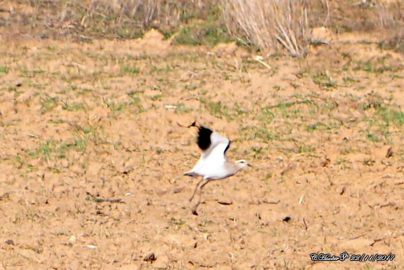 Sociable Lapwing - ML75909971