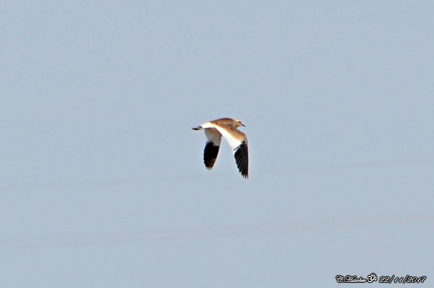 Sociable Lapwing - ML75909981