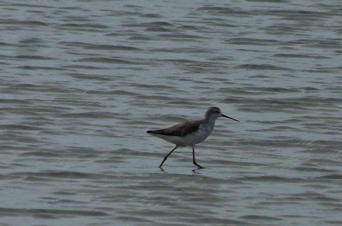 Marsh Sandpiper - ML75910121