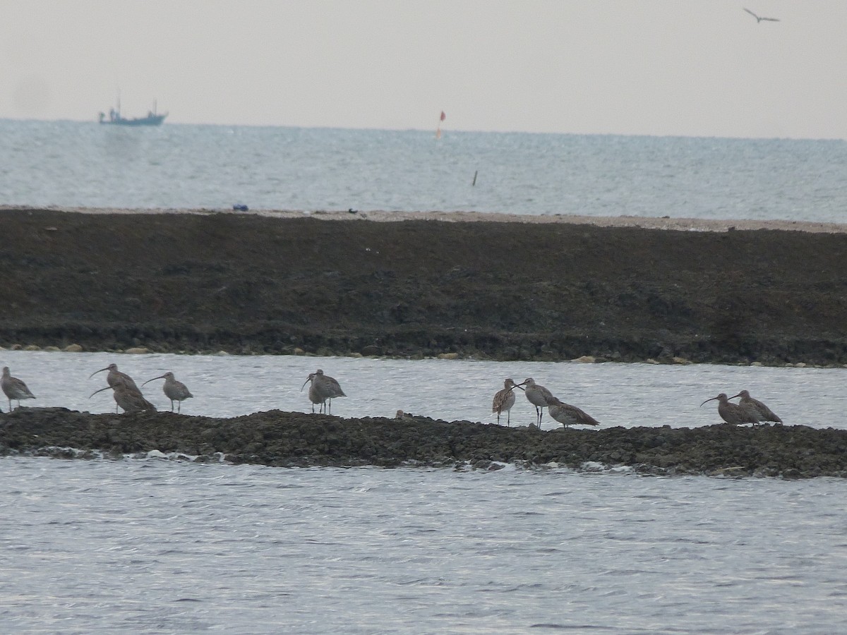 Eurasian Curlew - ML75910201