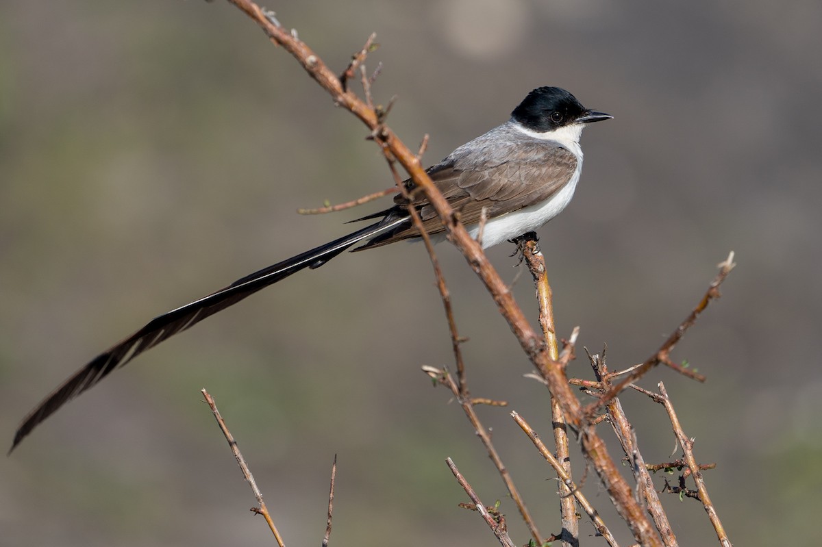 Fork-tailed Flycatcher - ML75911341