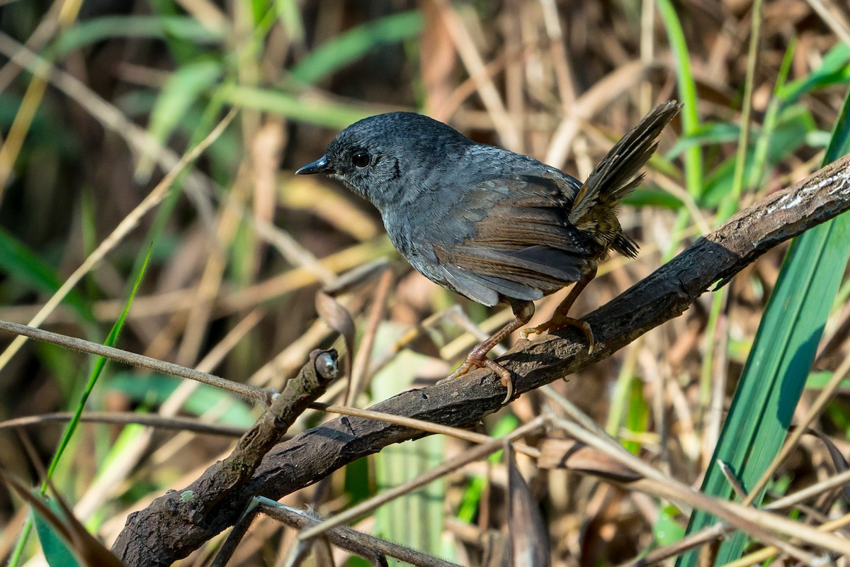 Rock Tapaculo - ML75911391