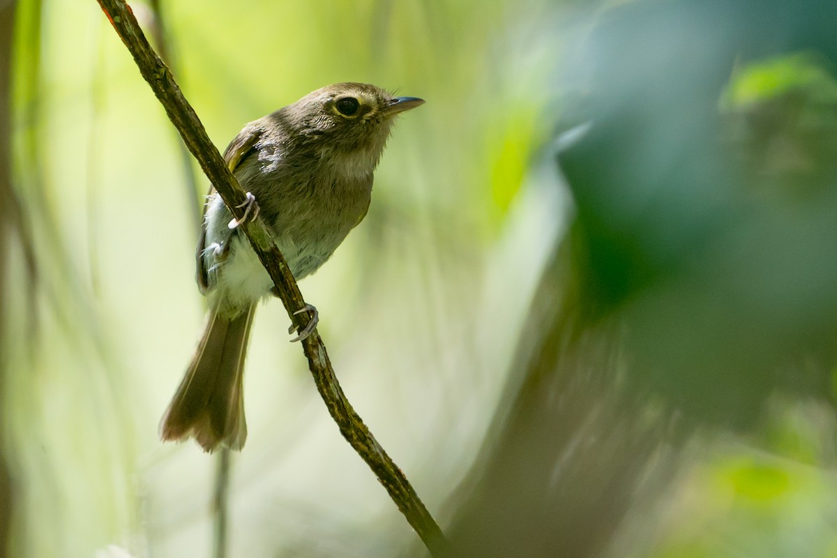 Drab-breasted Pygmy-Tyrant - Joao Quental JQuental