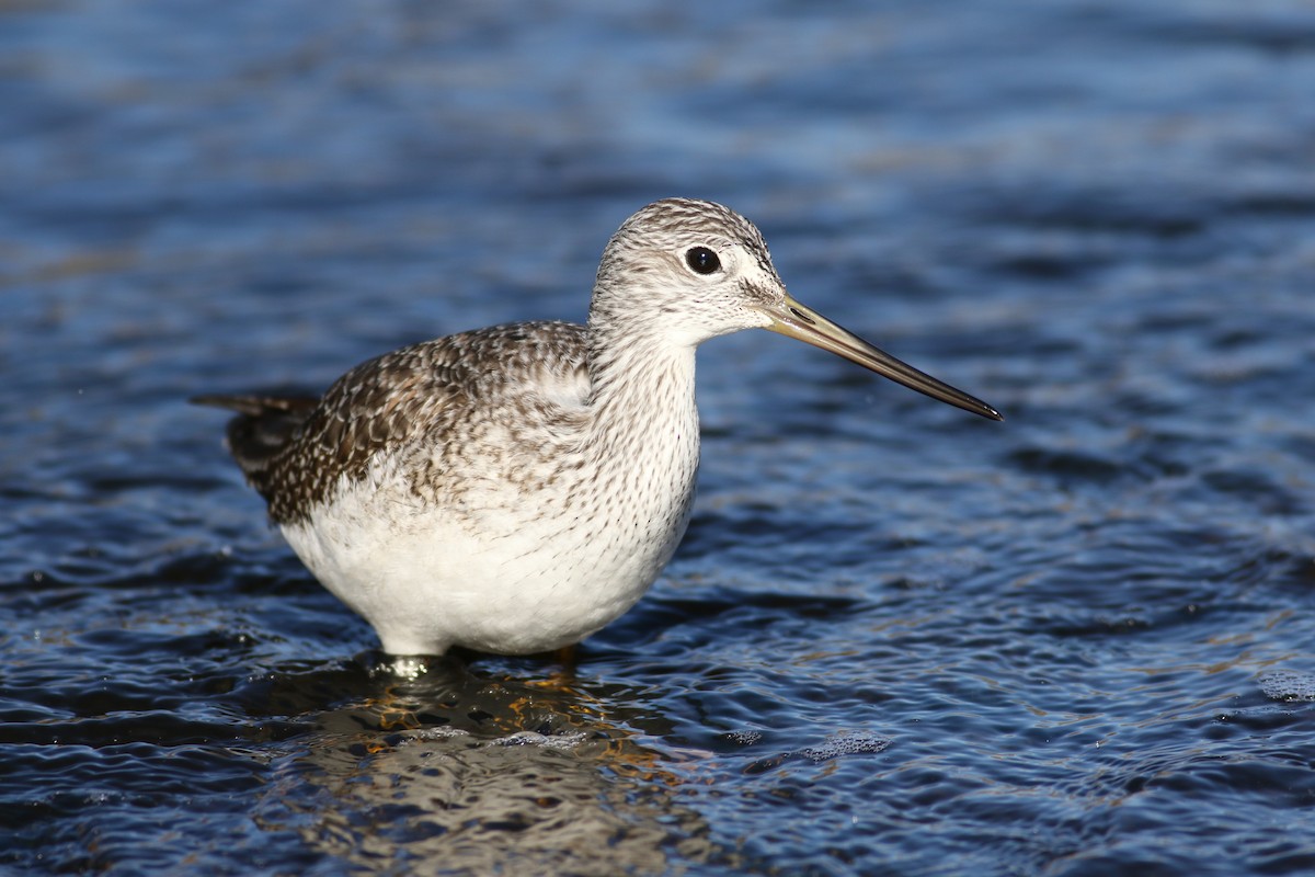 Greater Yellowlegs - ML75912381