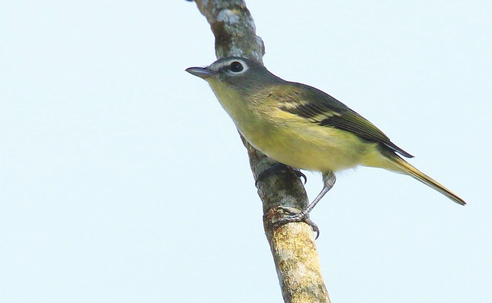 Plumbeous Vireo (Central American) - Bob Gress