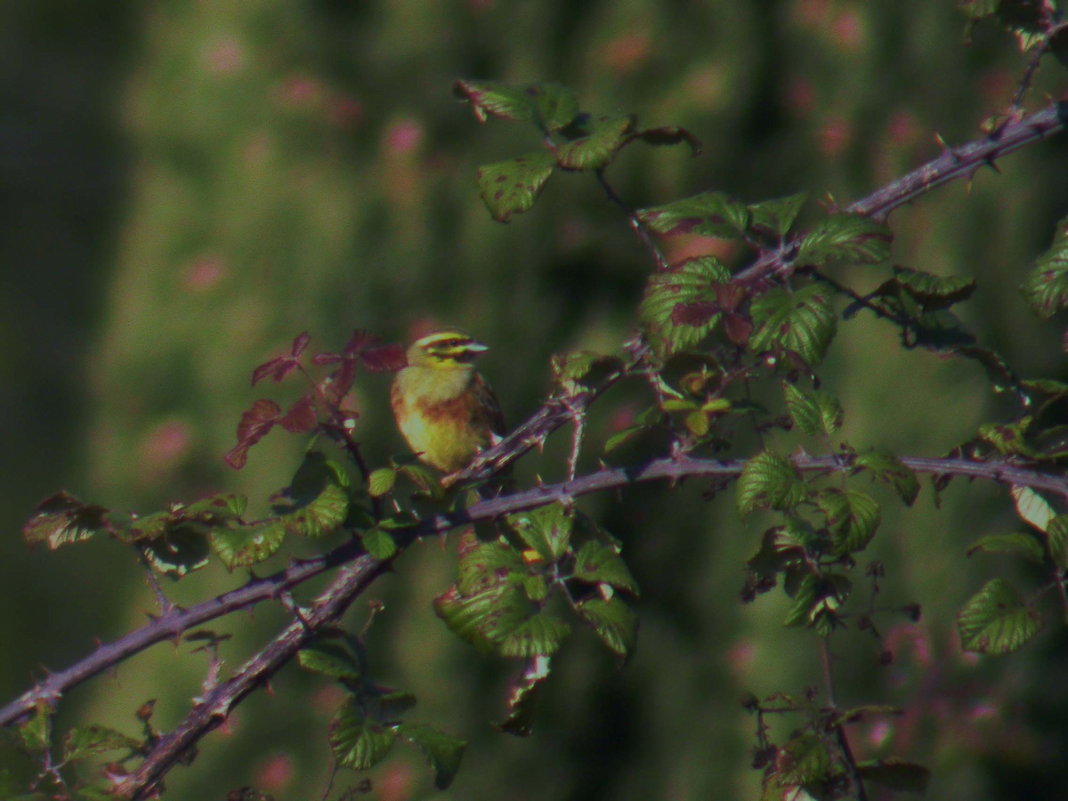 Rock Bunting - ML75913161