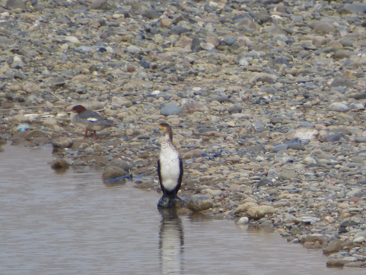 Cormorán Grande - ML75913551