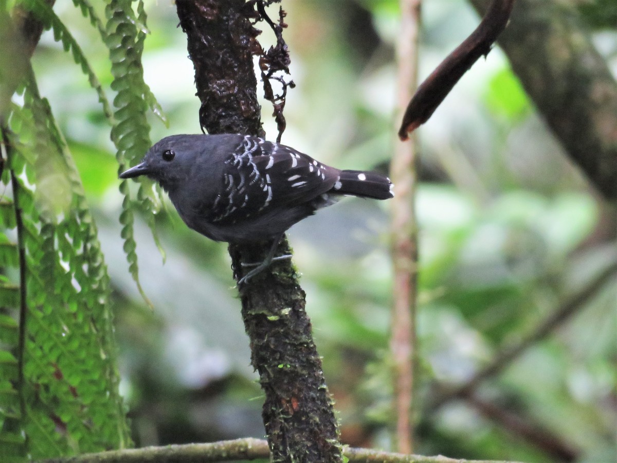 Common Scale-backed Antbird - ML75913561