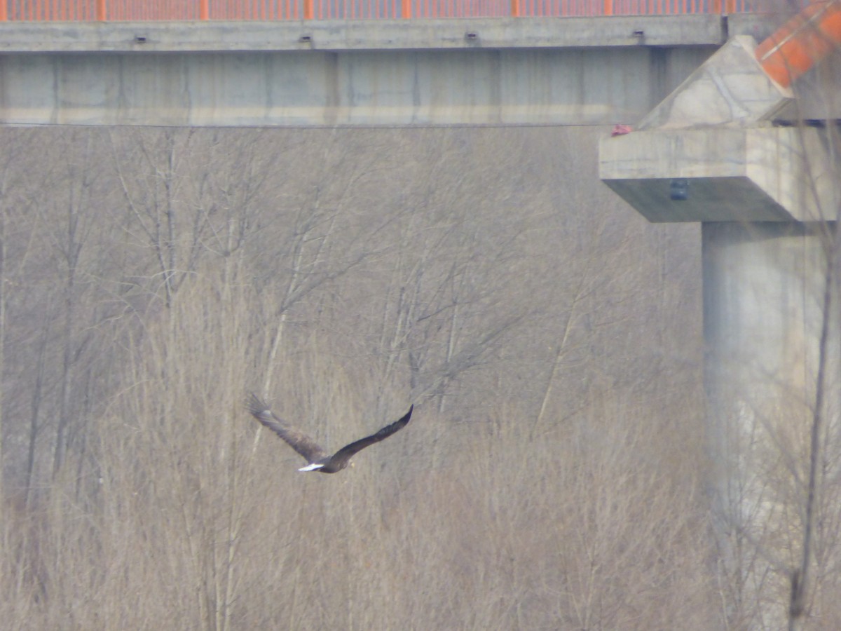 White-tailed Eagle - ML75914141