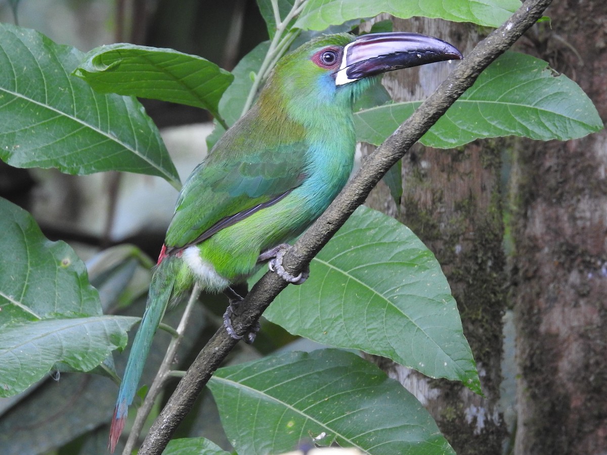 Crimson-rumped Toucanet - ML75914841