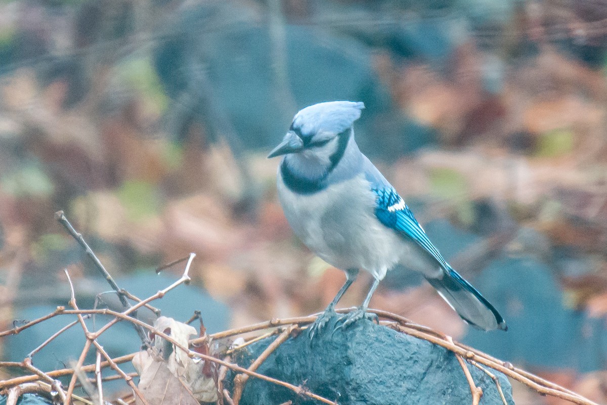 Blue Jay - ML75915571