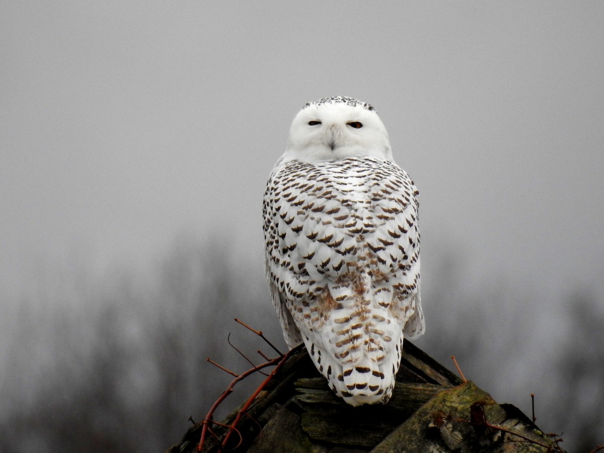Snowy Owl - Elizabeth Truskowski
