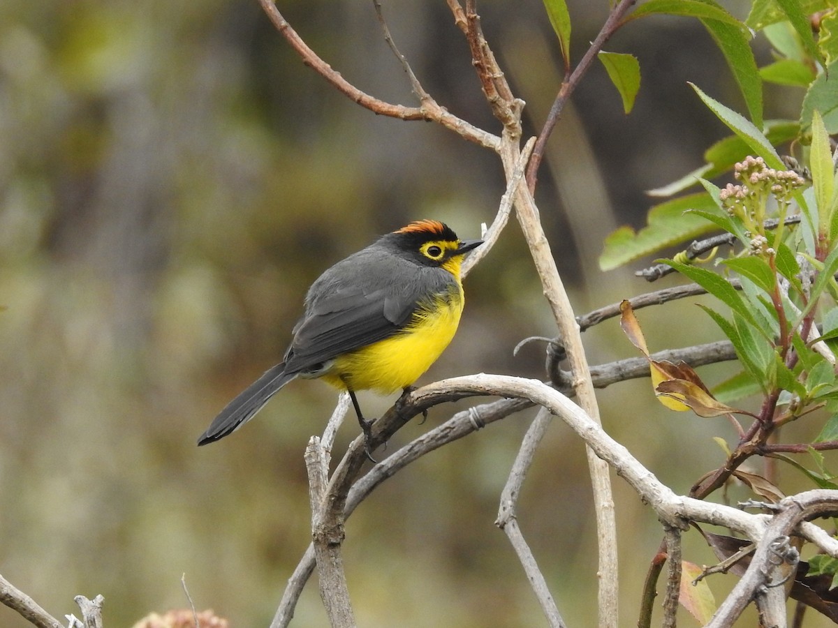 Spectacled Redstart - ML75916101